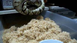 Ball Python Tour