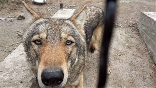 Ура! У серых волков появился новый, большой вольер! Hurray! The gray wolves have a new, large aviary