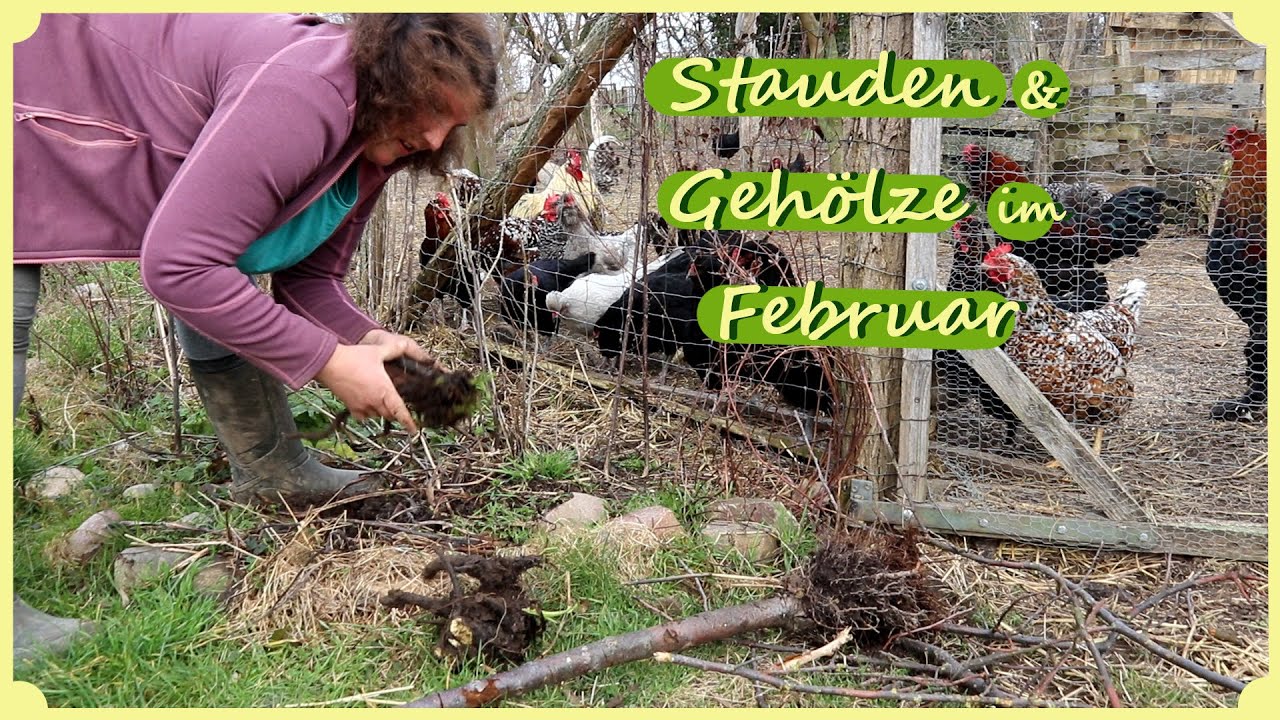 Gartenarbeit Februar Stauden / Baumschnitt / Obstbaum pflanzen