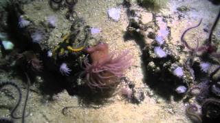 Beadlet Anemone (Actinia equina) - Sea Anemone