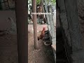 EVENING ROOSTER #viral #birds #nature #ytshots #hashtags
