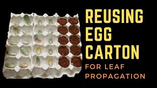 || HOW TO USE EGG CARTONS FOR SUCCULENT LEAF PROPAGATION ||