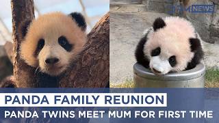 Hong Kong's Panda Twins Reunite with Mum for Public Debut | DRM News | AO1Z