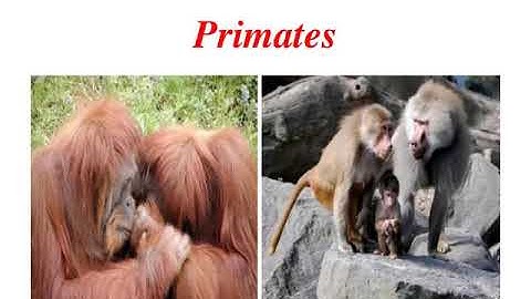 22  Animal Form And Function Ii 1