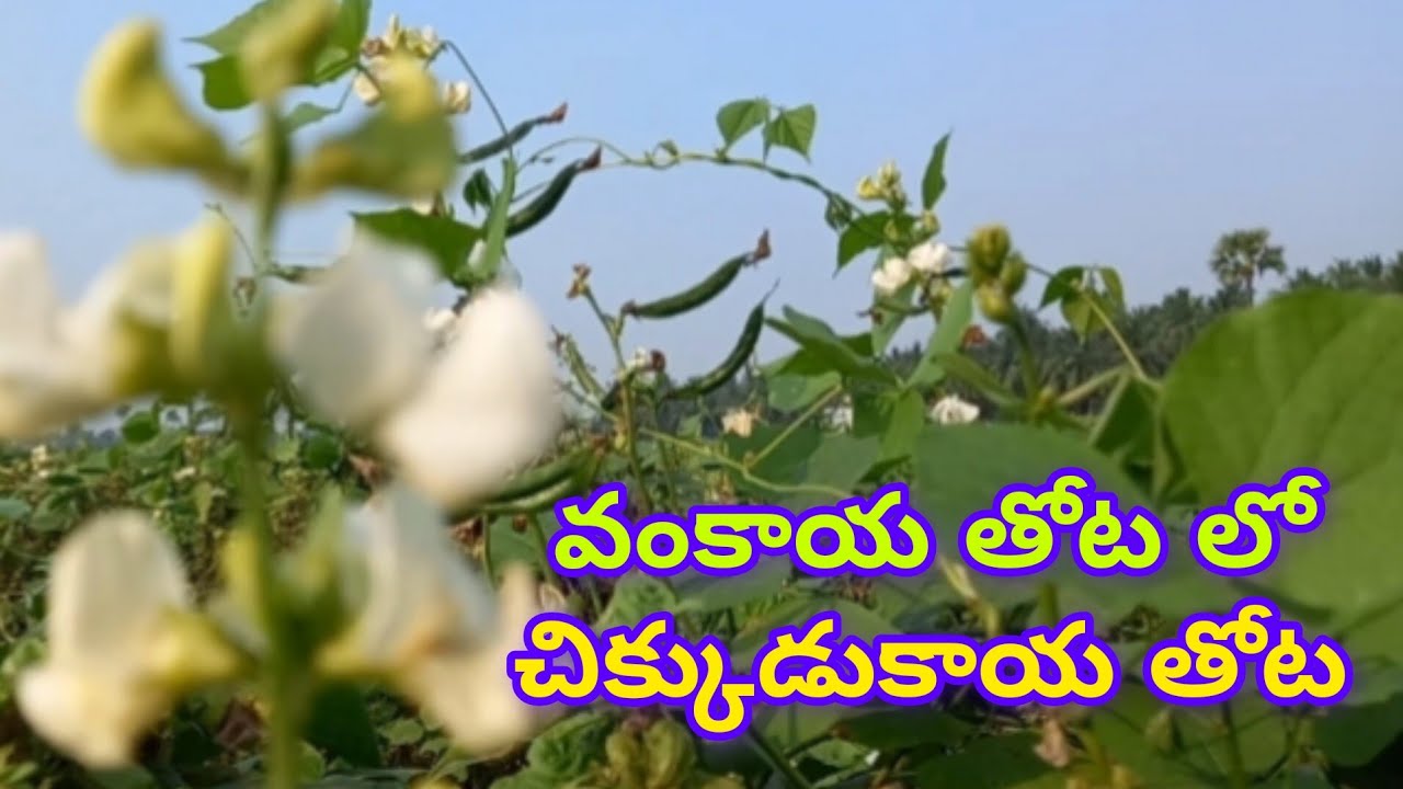 వంకాయ తోట లో చిక్కుడుకాయ తోట satya in one#youtube #channel
