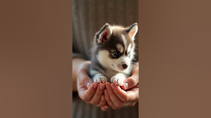 Do you like my husky puppy? He's cute, isn't he?  #awwww #cute #babyanimals #animals #husky #dog