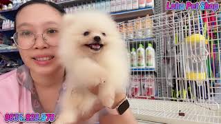 Chó phốc sóc mini thuần chủng giá không rẻ tại LoHa Pet Shop