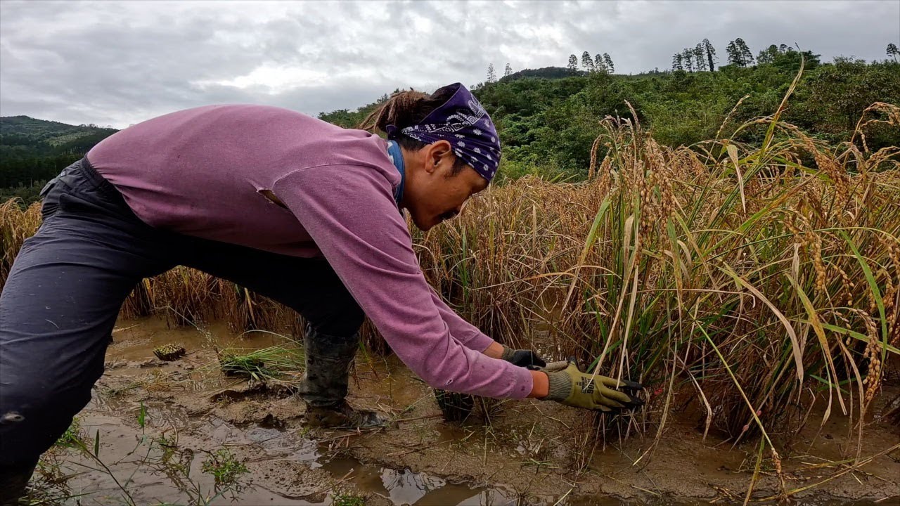 [宮崎・日南] トラブル続出！！雨続きのなかの稲刈りが過酷すぎた