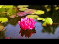 Relaxing Sleep Music: Beautiful Piano, Fall Asleep Fast, Stress Relief Music, Deep Sleeping Music