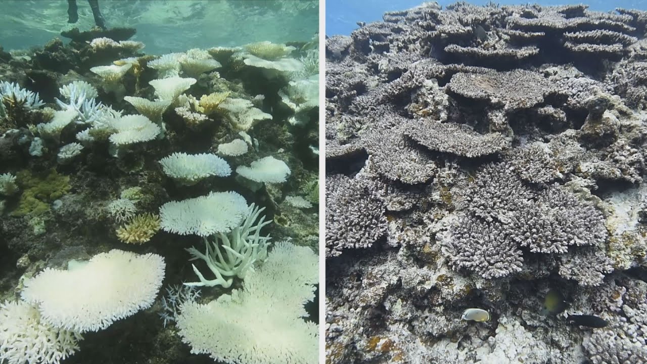 サンゴ死滅 茶色の海に 沖縄 石垣 急がれる保全 Youtube