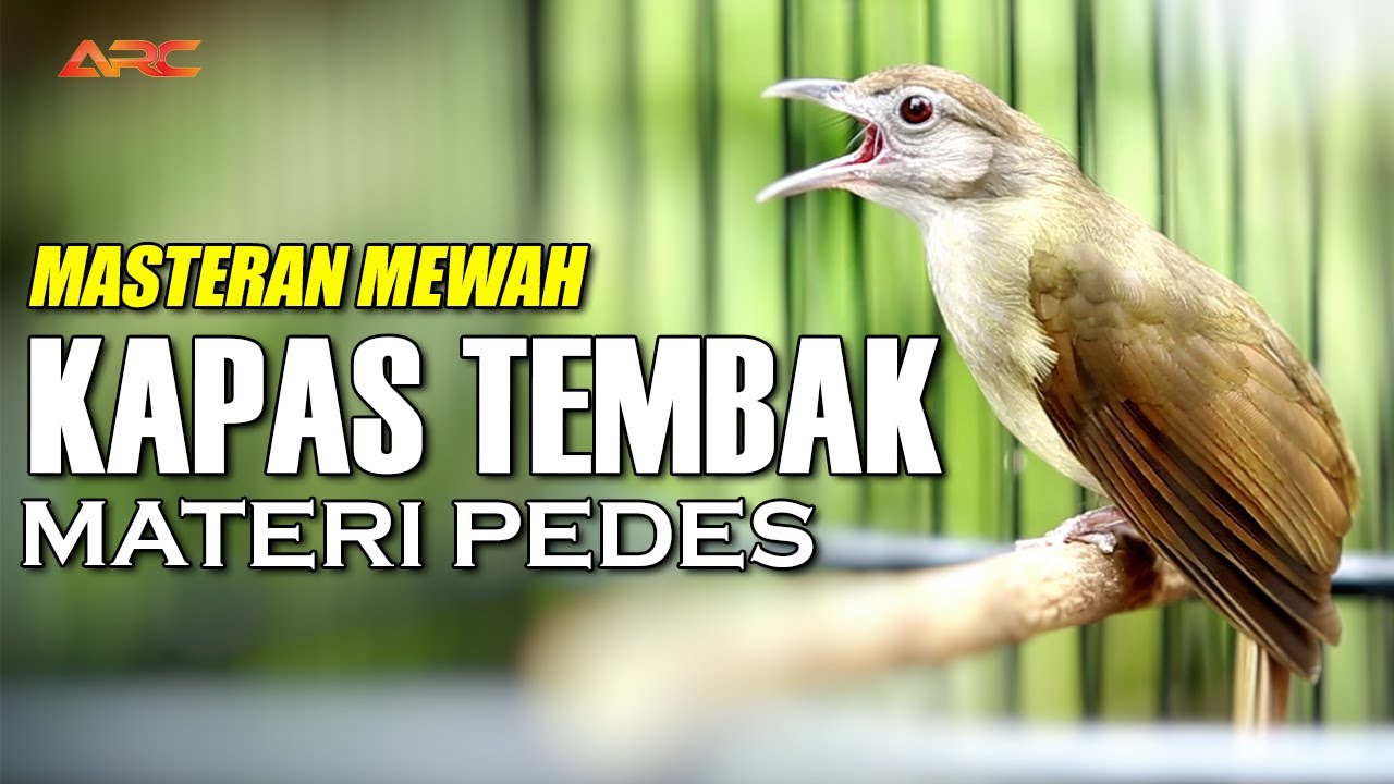 MASTERAN KAPAS TEMBAK GACOR