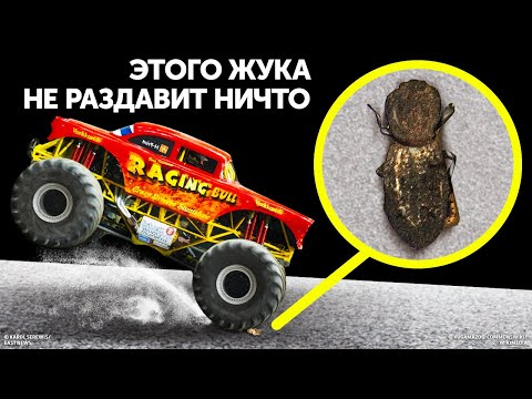 Видео: Используются ли броненосцы до сих пор?