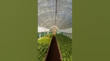 Thumbnail of #shorts Kilas Balik Awal Hidroponik Dengan Green House Pipa PVC Murah dan Floating Raft #hidroponik