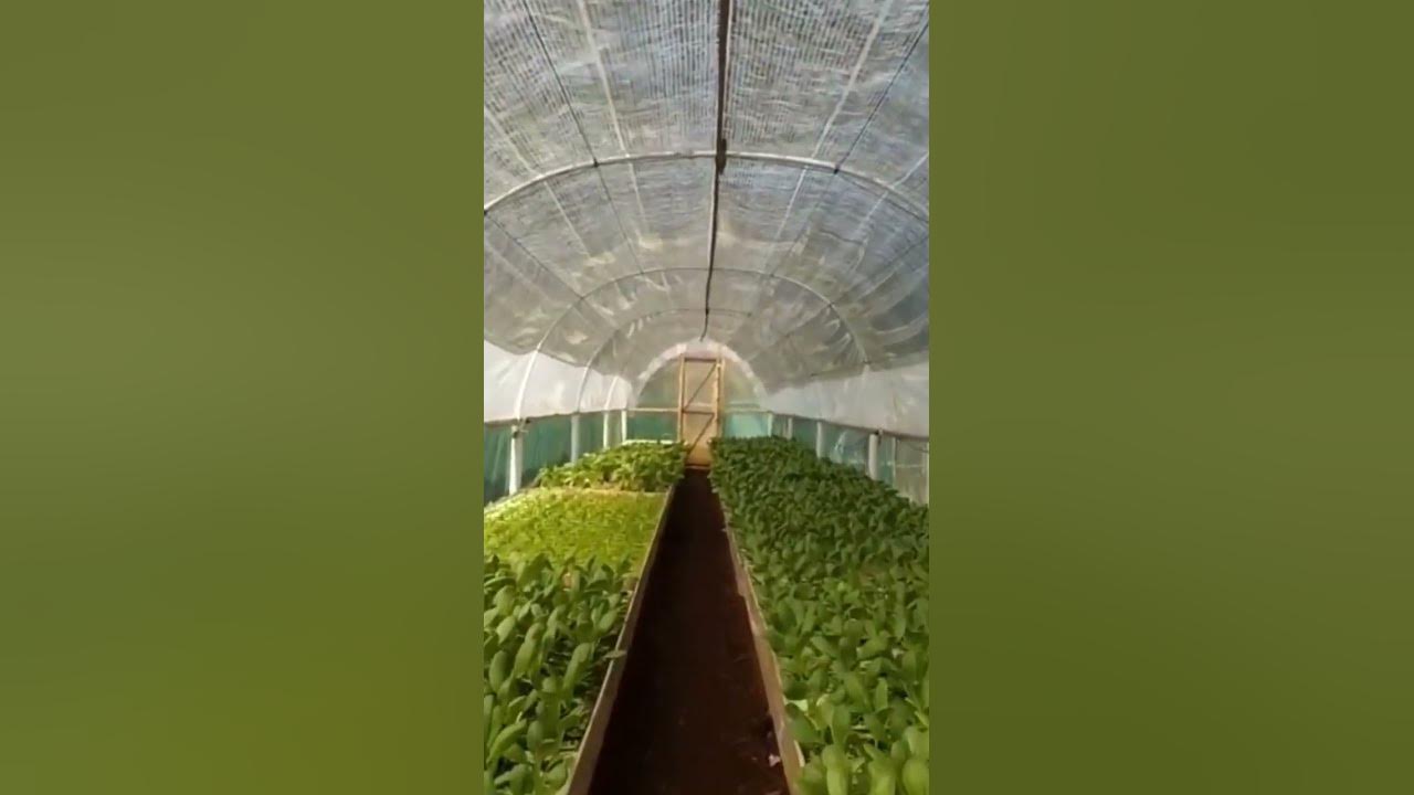 #shorts Kilas Balik Awal Hidroponik Dengan Green House Pipa PVC Murah dan Floating Raft #hidroponik #shorts Kilas Balik Awal Hidroponik Dengan Green House Pipa PVC Murah dan Floating Raft #hidroponik