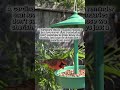 A Pretty Red Cardinal Bird Visited My Backyard Feeder #inspirationalquotes #birds #nature #shorts