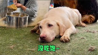 Download Lagu 百余只流浪狗斷糧危機!饑餓難耐扒鍋底爭食,麩子面糊難填饑腸 MP3 Download Lagu 百余只流浪狗斷糧危機!饑餓難耐扒鍋底爭食,麩子面糊難填饑腸 MP3