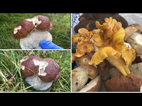 Video: How To Clean Mushrooms: Redheads, Porcini, Russula, Boletus, Mushrooms, Chanterelles, Oyster Mushrooms And Others