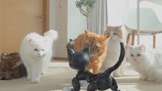 The Eighth Cat (ENG SUB)