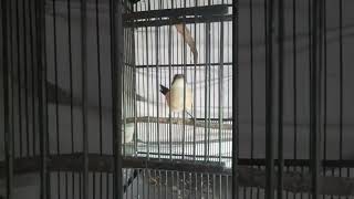 Download Lagu Cendet trotol belajar bunyi bikin ngiler #shorts #viral MP3