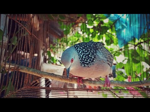 তিলা ঘুঘুর ডাক অডিও /spotted dove calls/Dove bird sounds /gugu pakir dak/ঘুঘু পাখির ডাক #bmmedia1