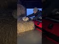 Adorable Lop Rabbits Saved from Rising Floodwaters #rabbits #rescue #shorts #youtubeshorts