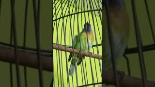 Download Lagu #shorts cucak kinoi #masteranburung #burunggacor MP3