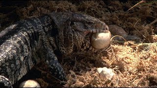 Tegu Eats Alligator Eggs 01 Footage