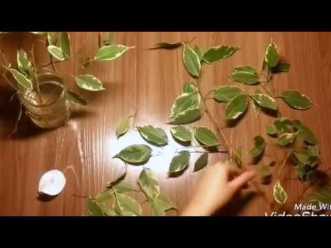 ФИКУС БЕНДЖАМИНА. Черенкование и размножение. FICUS OF BENJAMINE. Cutting and reproduction.