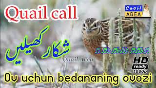 HD Common quail sound | Ov uchun bedananing ovozi | batair ki awaz | بٹیر کی آواز