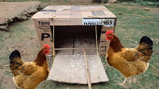 Creative Unique Wild Chickens Trap Using Paper Box  - How To Make Wild Chicken Trap On The Mountain