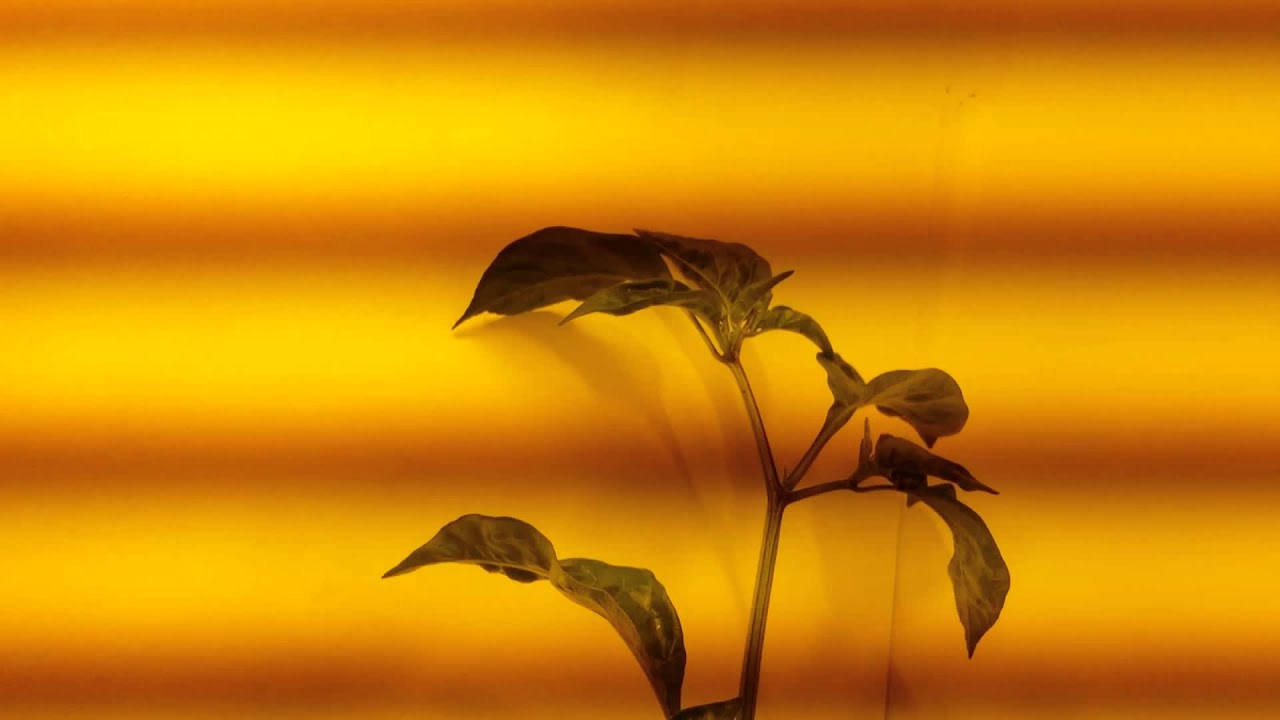 250w hps chilli grow