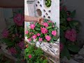 plantas que florescem de inverno verão #plantas #jardim #flores