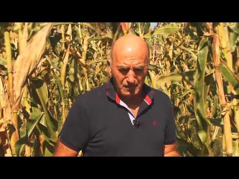 როგორ მიიღო სოფელ პირველ გურიფულის მოსახლეობამ სიმინდის კარგი მოსავალი