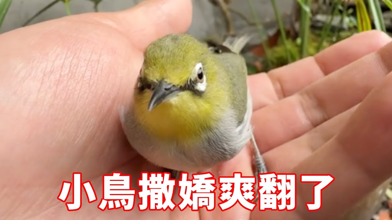 出門幾天後回家，小鳥開心地像看見親爹，這感情不是一般的深~