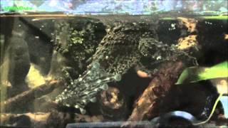 Mossy Frog Singing