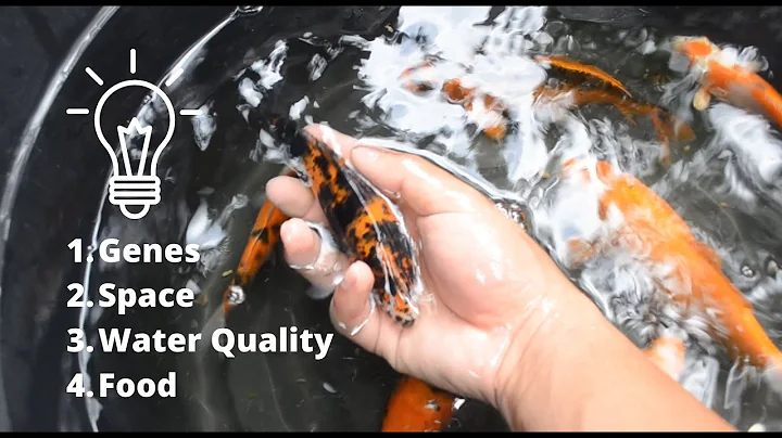 HOW TO GROW YOUR KOI FASTER? - DayDayNews