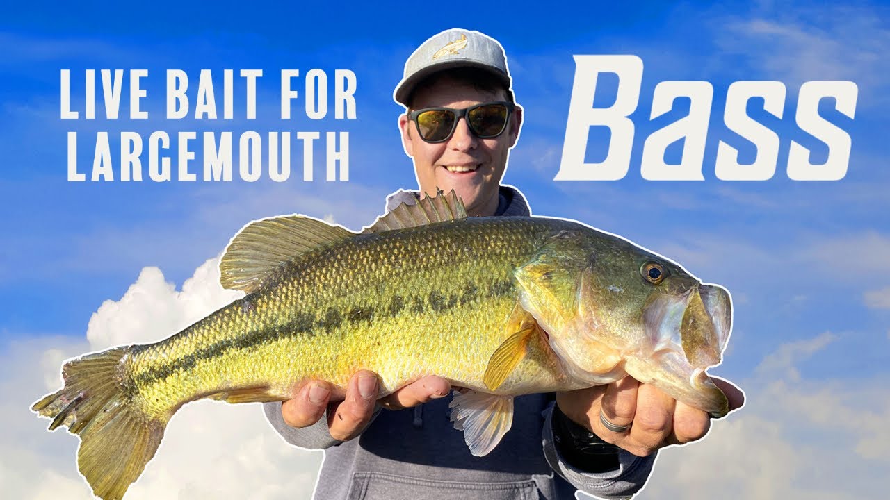 Live bait for largemouth bass YouTube