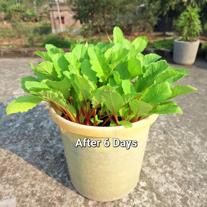 How to grow radish at home #radish #grow #short