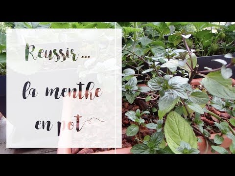 Vidéo: Croissance d'un contenant de menthe : conseils pour prendre soin de la menthe en pot