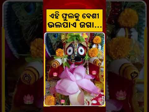 ଏହି ଫୁଲକୁ ବେଶୀ ଭଳପାଏ ଜଗା | Argus Reels | Lord Jagannatha | Favourite Flower | PuriDham