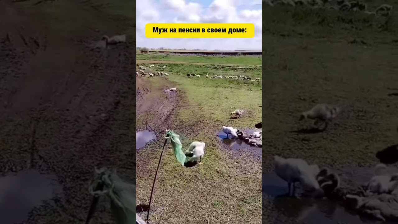 канал в тг о строительстве загородных домов @elk_house 