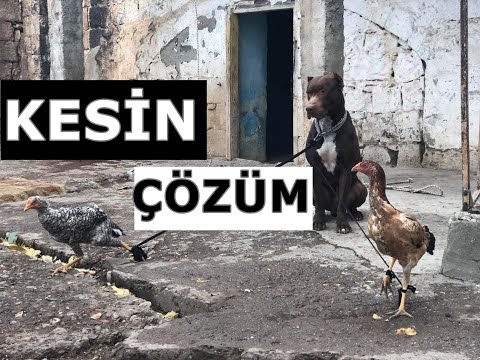 Video: Köy Tavuklarını Koruyacak Bir Köpek Nasıl Eğitilir
