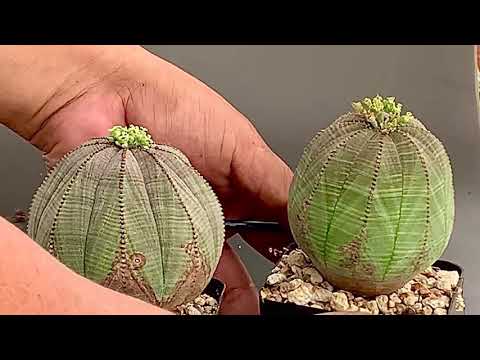 Video: Euphorbia Obese (16 Gambar): Penerangan Dan Penjagaan Euphorbia Obesa Di Rumah