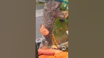 tânsky - #shorts Technique of sawing trees into blocks, at high altitude