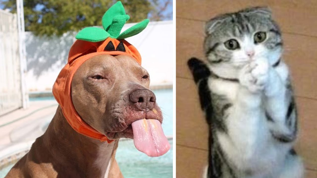 Funny Cat & Dog Vines Compilation 2020 YouTube