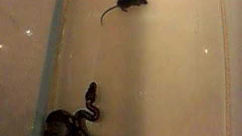 Ball python eating 2nd hopper mouse