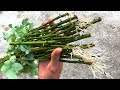 Nhân giống cành hoa hồng trong cát | How to plant roses with many roots