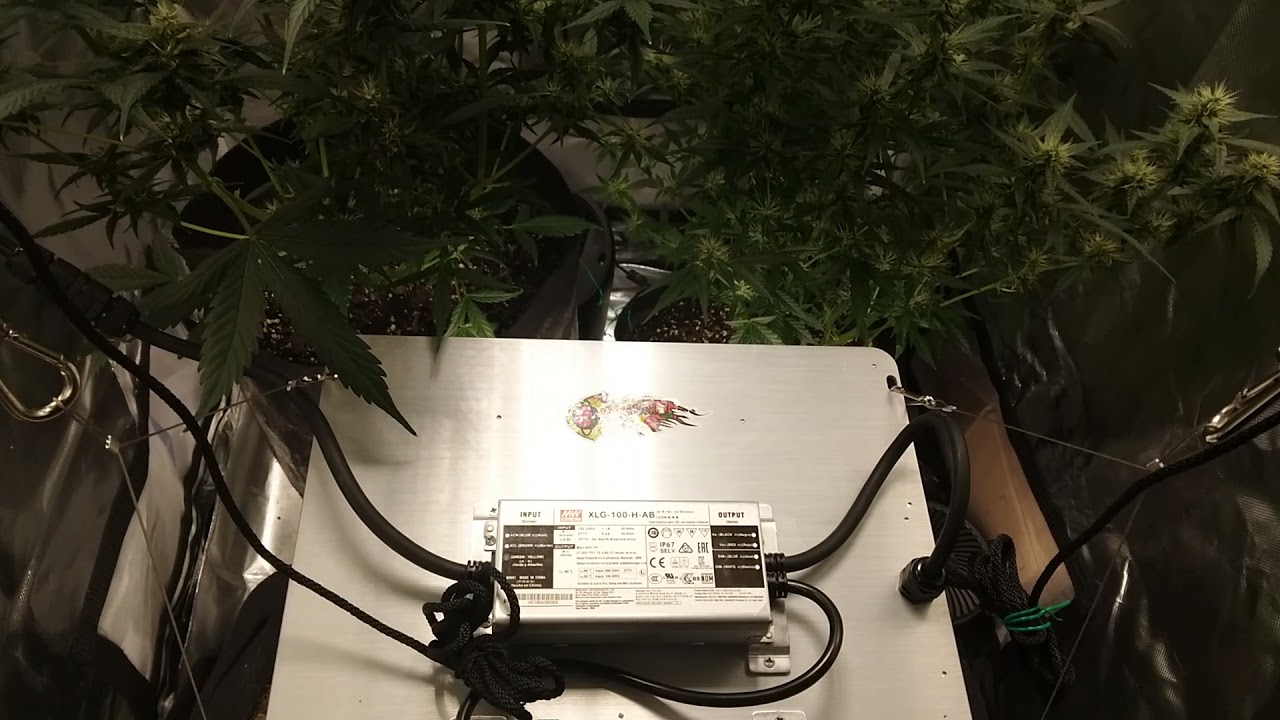 Wedding Cake & Girl Scout Cookies 🌿 FFOF Organic Grow 🌿 TS-600 🌿 i49, Wk.5-Flower