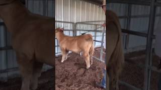 Tips on Breaking Cattle to Lead