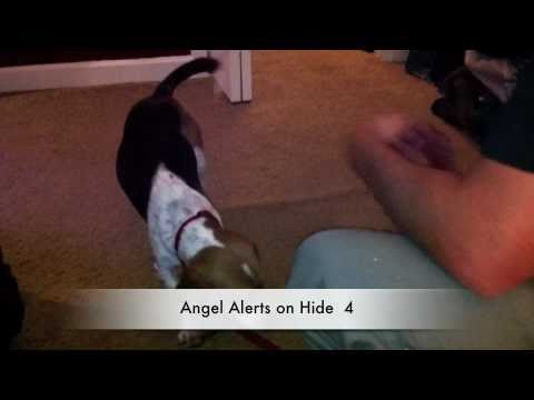Bed Bug dog sniffing out the bed bugs